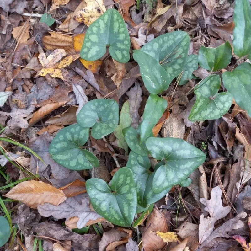 Heartleaf Ginger Plant Bare Roots, Hexastylis Arifolia - Perennial Ginger Bulbs for Planting