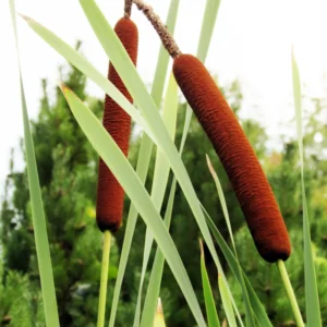 Broadleaf Cattail Bareroot - Typha latifolia Live Plant for Water Gardens and Ponds