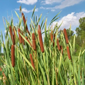 Broadleaf Cattail Bareroot - Typha latifolia Live Plant for Water Gardens and Ponds