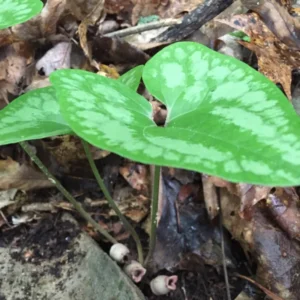 Heartleaf Ginger Plant Bare Roots, Hexastylis Arifolia - Perennial Ginger Bulbs for Planting