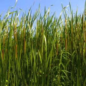 Broadleaf Cattail Bareroot - Typha latifolia Live Plant for Water Gardens and Ponds