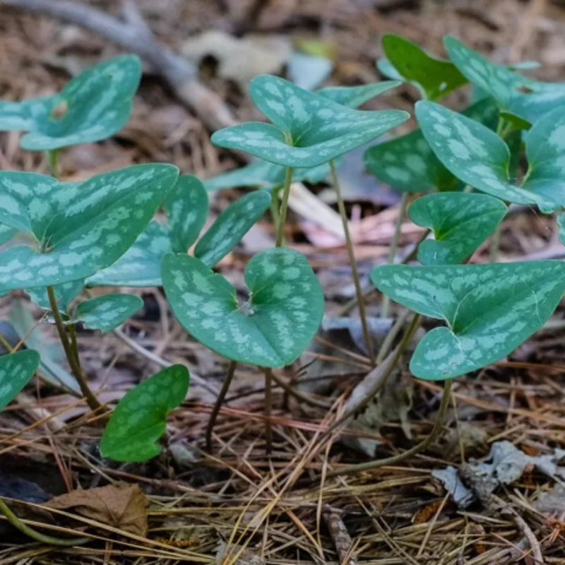 Heartleaf Ginger Plant Bare Roots, Hexastylis Arifolia - Perennial Ginger Bulbs for Planting