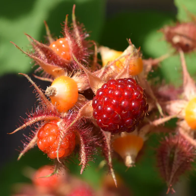 Japanese Red Wineberry Plant, Wineberry Edible Fruit Shrub, Bare Root 1-2 Feet Tall