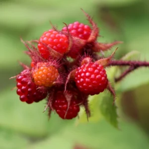 Japanese Red Wineberry Plant, Wineberry Edible Fruit Shrub, Bare Root 1-2 Feet Tall