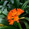 Large Clivia Miniata Plant, Shade-Loving Perennial Houseplant Flowers, 1-2 Ft, Bare Root