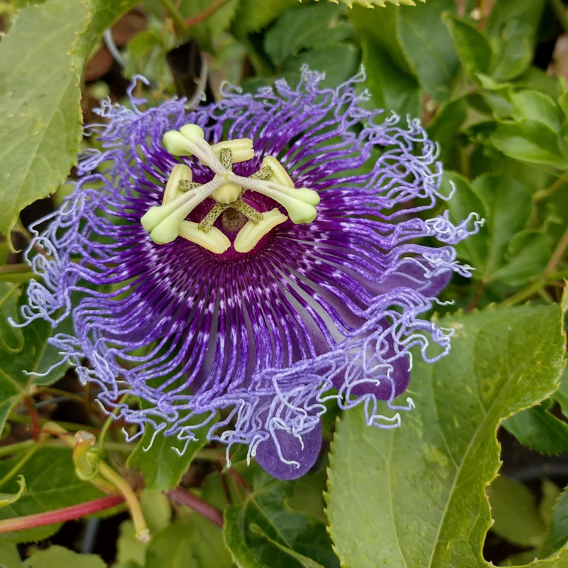 Passion Flower Vine Plant, Exotic Passiflora Flowering Vine for Garden, 4 to 8 Inch Tall Live Plant