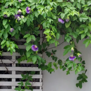 Passion Flower Vine Plant, Exotic Passiflora Flowering Vine for Garden, 4 to 8 Inch Tall Live Plant