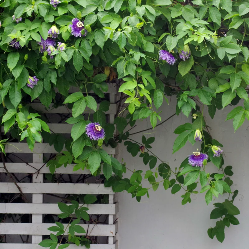 Passion Flower Vine Plant, Exotic Passiflora Flowering Vine for Garden, 4 to 8 Inch Tall Live Plant