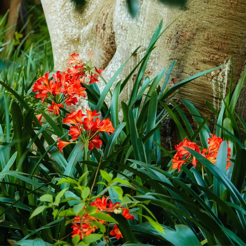 Large Clivia Miniata Plant, Shade-Loving Perennial Houseplant Flowers, 1-2 Ft, Bare Root