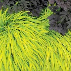 Hakonechloa Grass, Japanese Forest Grass - Ornamental Grass for Shade Gardens