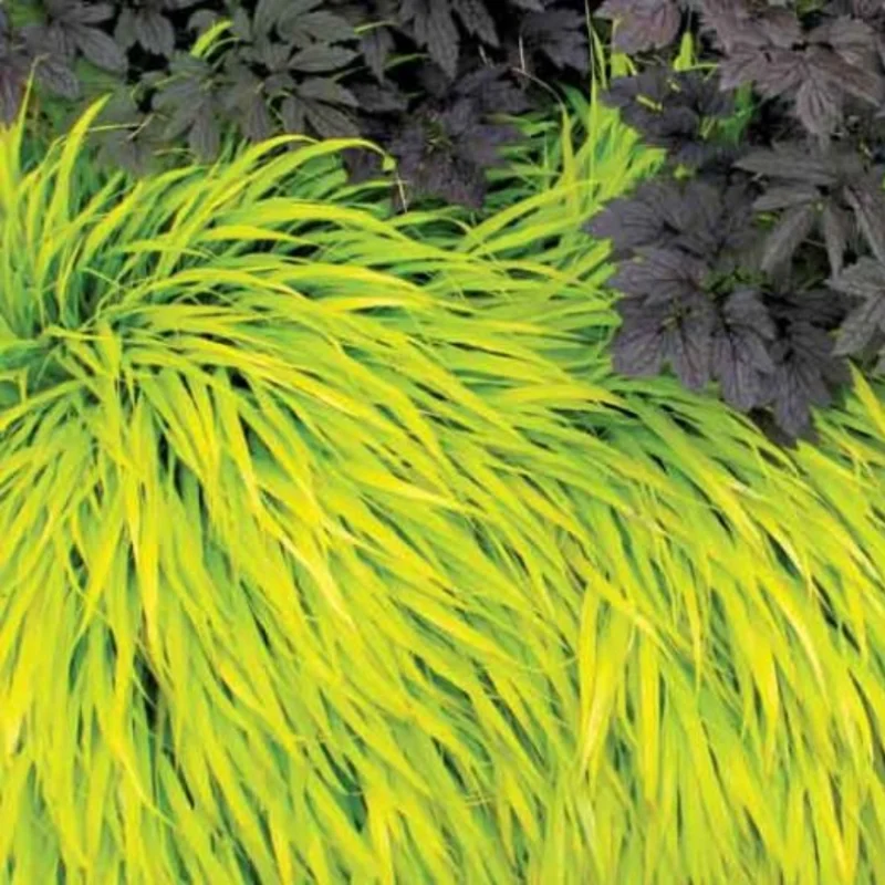 Hakonechloa Grass, Japanese Forest Grass - Ornamental Grass for Shade Gardens
