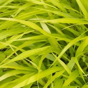 Hakonechloa Grass, Japanese Forest Grass - Ornamental Grass for Shade Gardens