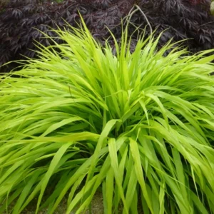 Hakonechloa Grass, Japanese Forest Grass - Ornamental Grass for Shade Gardens
