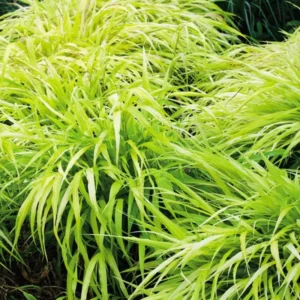 Hakonechloa Grass, Japanese Forest Grass - Ornamental Grass for Shade Gardens