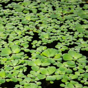 Dwarf Water Lettuce Plants, Hardy Floating Pond Plants