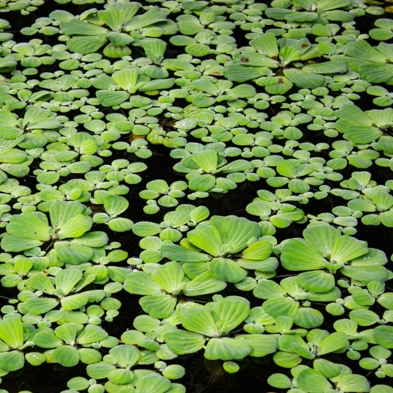 Dwarf Water Lettuce Plants, Hardy Floating Pond Plants