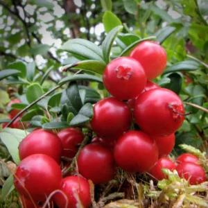 Lingonberry Live Plant, 2.5 Inch Pot Edible Fruit Shrub for Containers or Garden