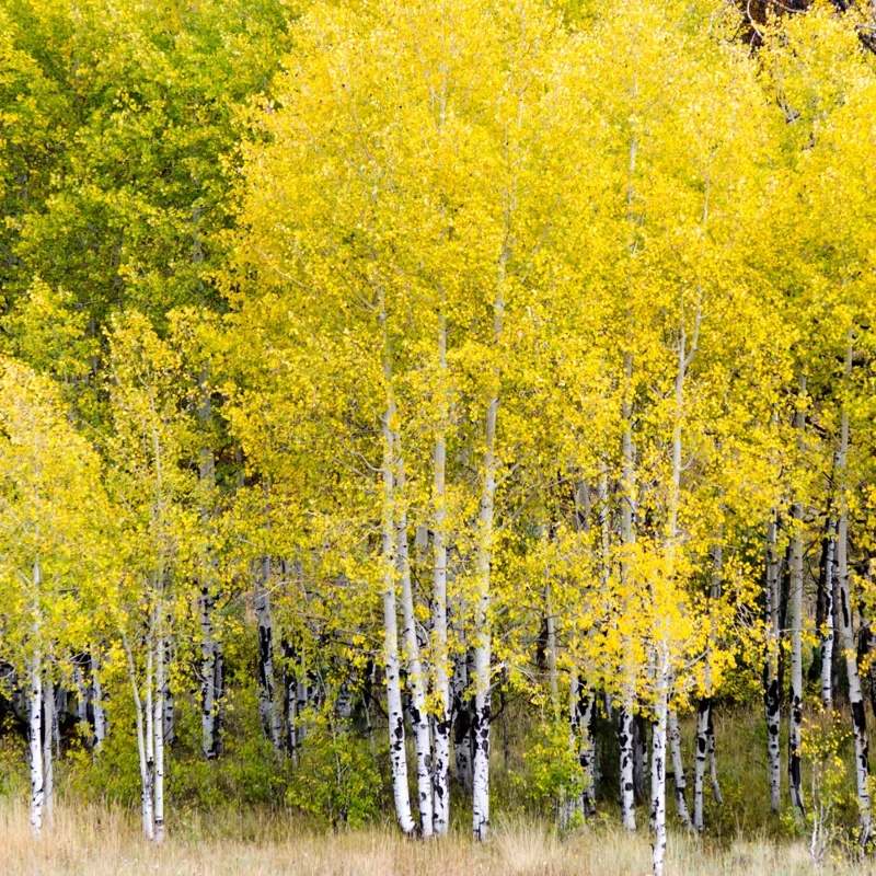 Quaking Aspen Tree - Populus Tremuloides Bare Root Seedlings
