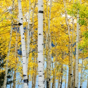 Quaking Aspen Tree - Populus Tremuloides Bare Root Seedlings