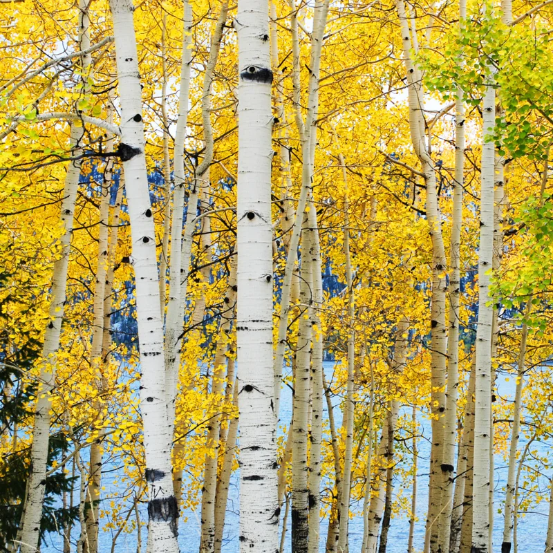 Quaking Aspen Tree - Populus Tremuloides Bare Root Seedlings