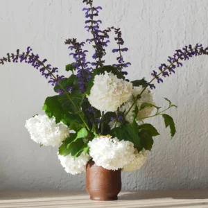 Old Fashion Snowball Viburnum Plant, Hardy Flowering Shrub White Blooms, 6 to 10 Inch Tall