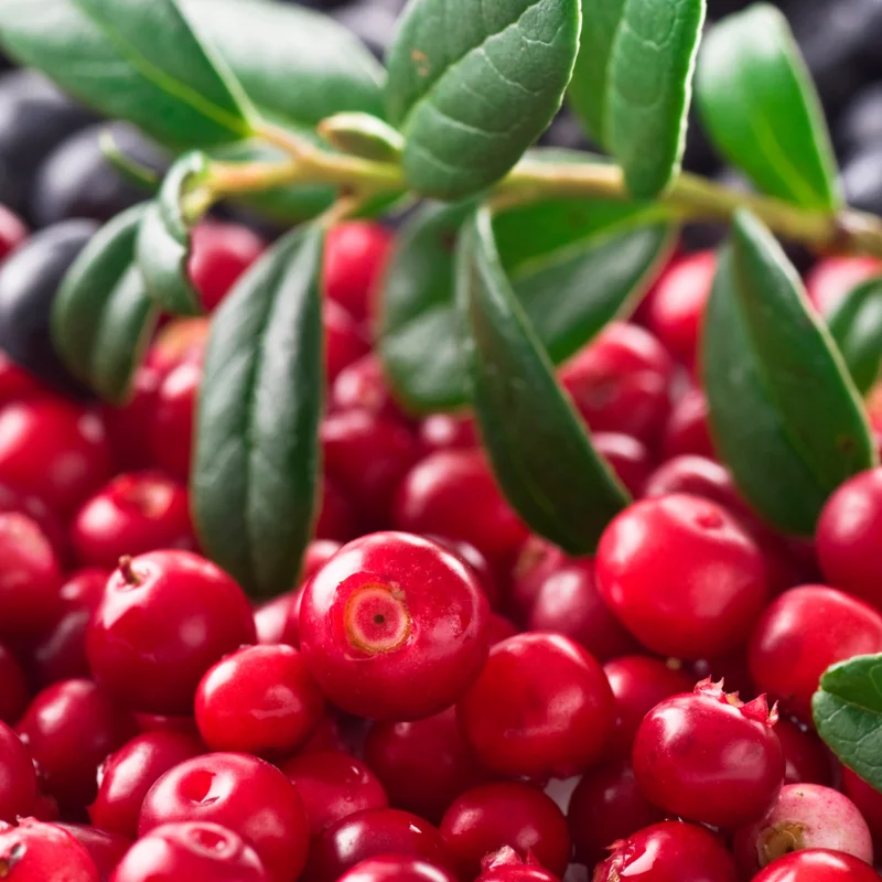 Lingonberry Live Plant, 2.5 Inch Pot Edible Fruit Shrub for Containers or Garden