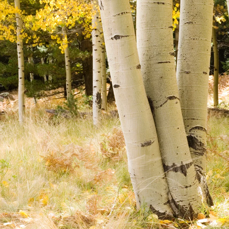 Quaking Aspen Tree - Populus Tremuloides Bare Root Seedlings