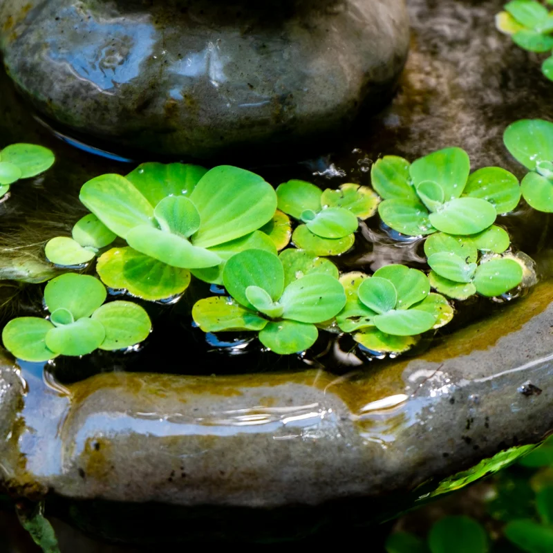 Dwarf Water Lettuce Plants, Hardy Floating Pond Plants