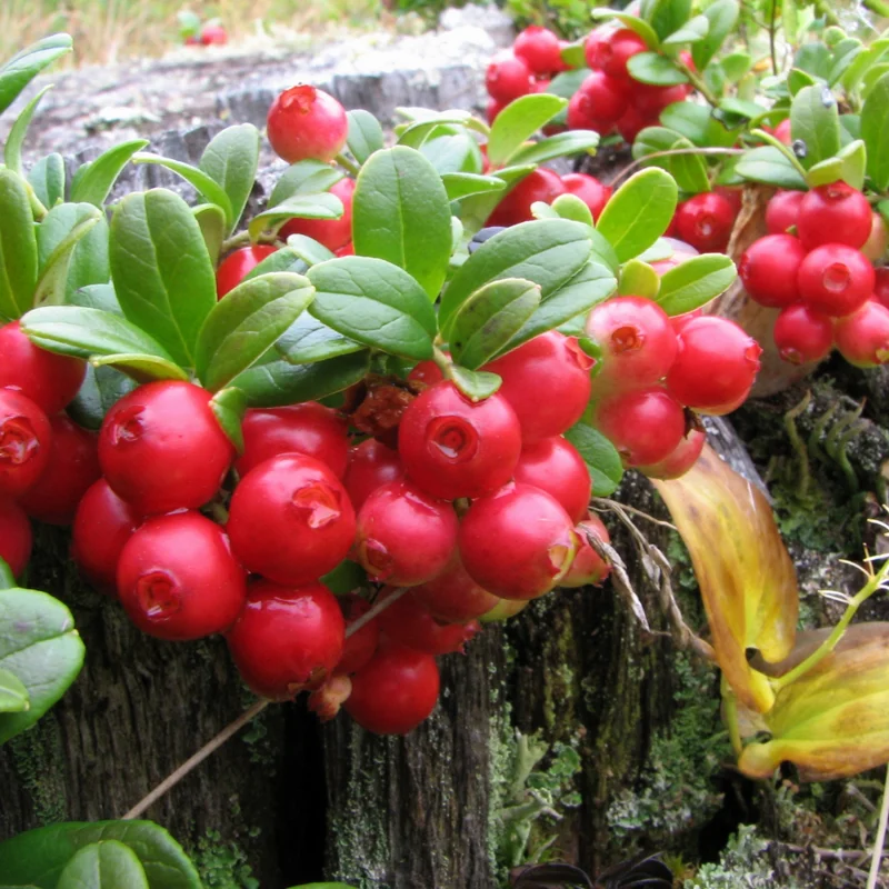 Lingonberry Live Plant, 2.5 Inch Pot Edible Fruit Shrub for Containers or Garden