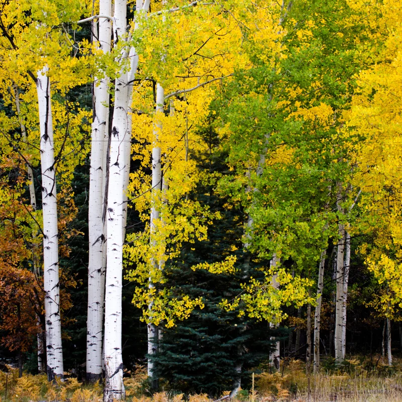 Quaking Aspen Tree - Populus Tremuloides Bare Root Seedlings