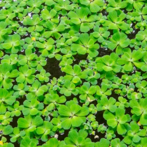 Dwarf Water Lettuce Plants, Hardy Floating Pond Plants
