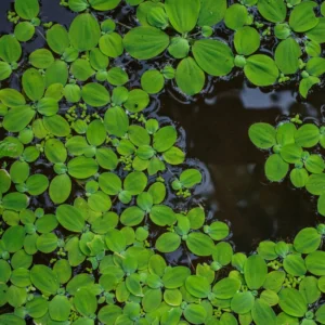Dwarf Water Lettuce Plants, Hardy Floating Pond Plants