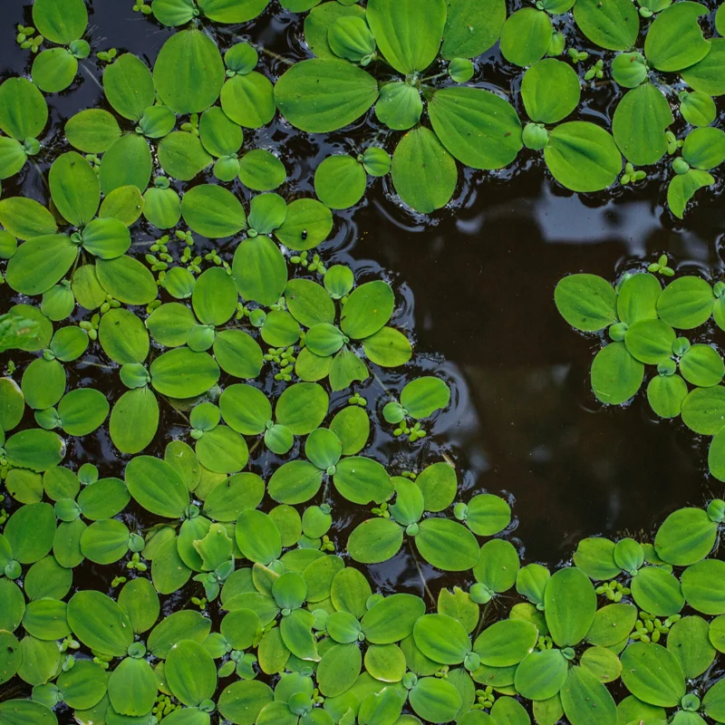 Dwarf Water Lettuce Plants, Hardy Floating Pond Plants