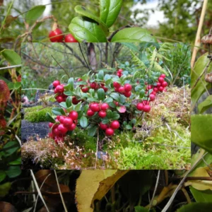 Lingonberry Live Plant, 2.5 Inch Pot Edible Fruit Shrub for Containers or Garden