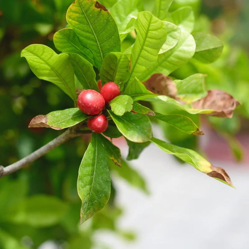 Miracle Fruit Tree Plant, Unique Edible Berry Plant, 2 to 3 Ft