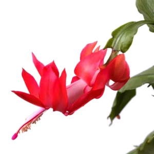 Thanksgiving Cactus Live Plant - Perfect Flowering Succulent Indoor Plant