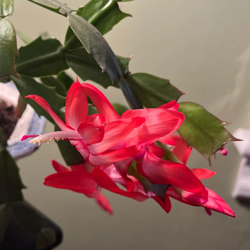 Thanksgiving Cactus Live Plant - Perfect Flowering Succulent Indoor Plant