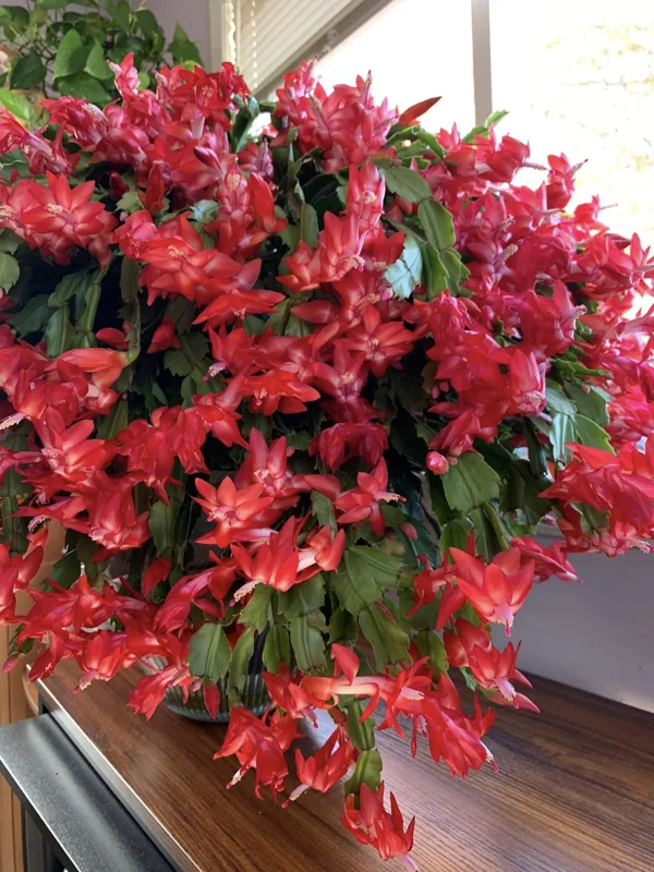 Thanksgiving Cactus Live Plant - Perfect Flowering Succulent Indoor Plant