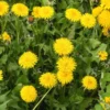 Dandelion Plants, Yellow Dandelion Flowers Plant Bare Roots