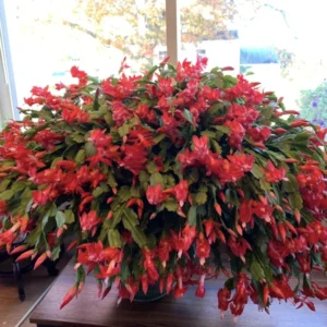 Thanksgiving Cactus Live Plant - Perfect Flowering Succulent Indoor Plant