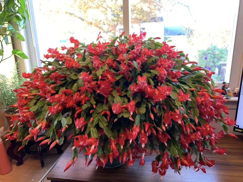 Thanksgiving Cactus Live Plant - Perfect Flowering Succulent Indoor Plant