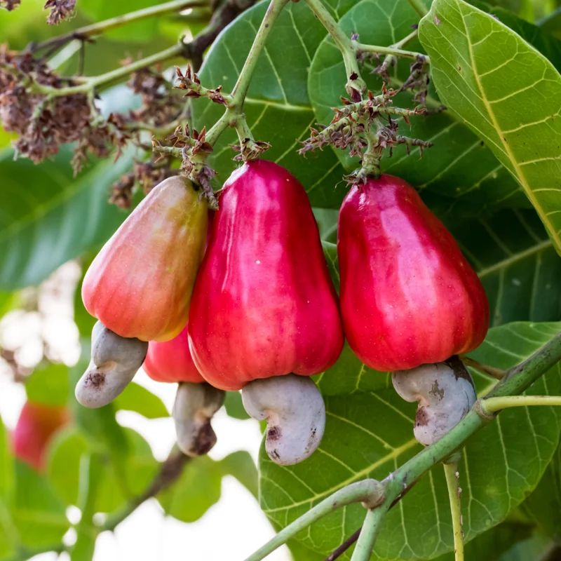 Cashew Tree Plant, Tropical Nut Live Tree