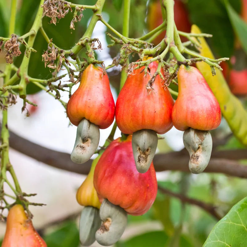 Cashew Tree Plant, Tropical Nut Live Tree