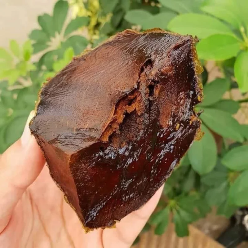 Sapote Tree, Tropical Fruit for Home Gardens