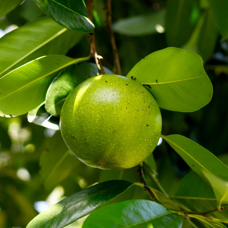Sapote Tree, Tropical Fruit for Home Gardens