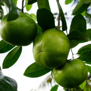 Sapote Tree, Tropical Fruit for Home Gardens