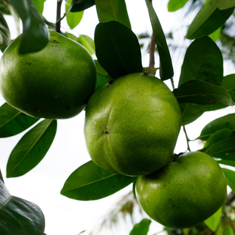 Sapote Tree, Tropical Fruit for Home Gardens