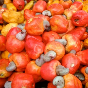 Cashew Tree Plant, Tropical Nut Live Tree