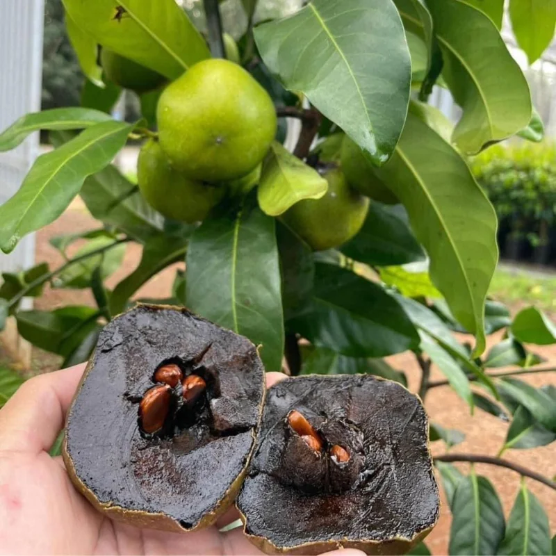 Sapote Tree, Tropical Fruit for Home Gardens