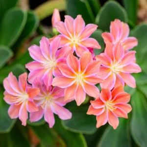 Lewisia Flowers Plantt, Hardy Vibrant Blooms for Low Maintenance